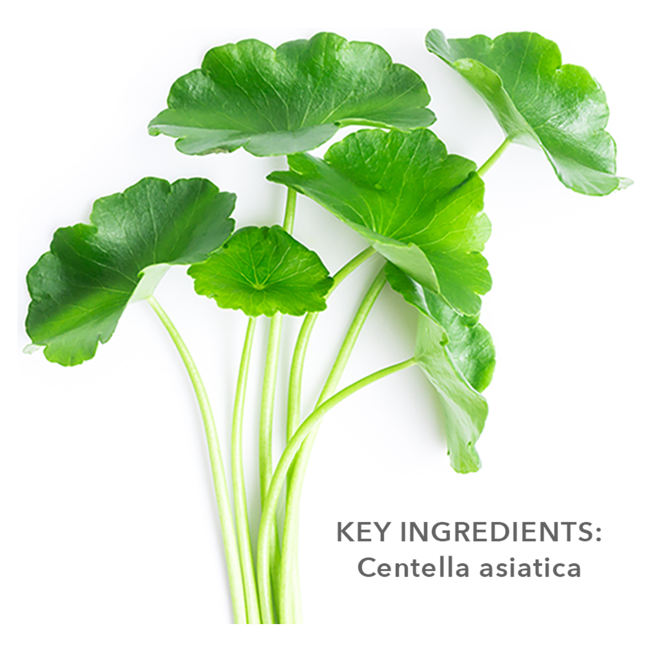 Centella Asiatica